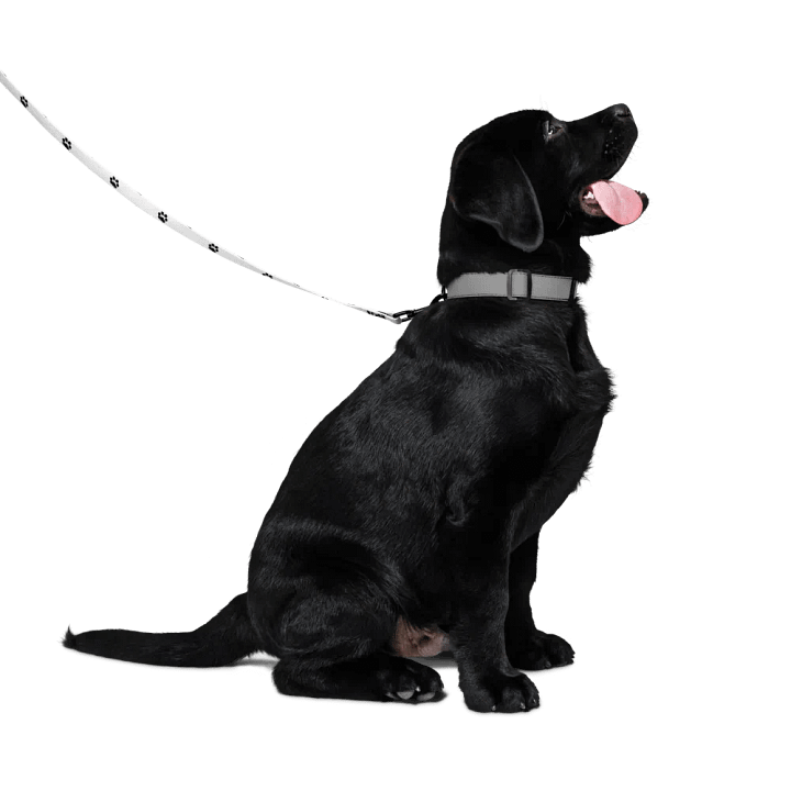 Dog Leash product image (1)