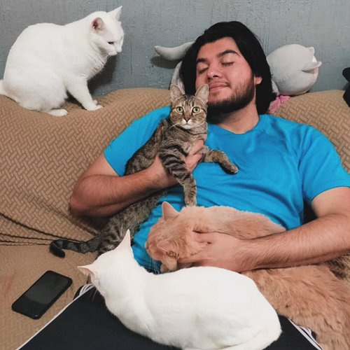 Ay mis gatitos miau miau