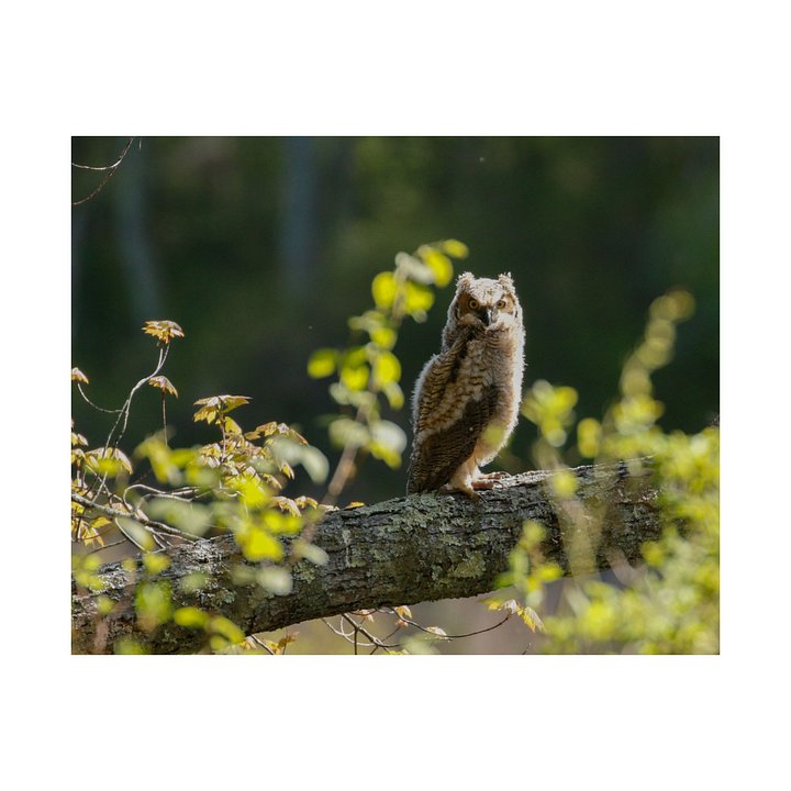 Great Horned Owlet at Dawn – Wildlife Photography Print product image (1)