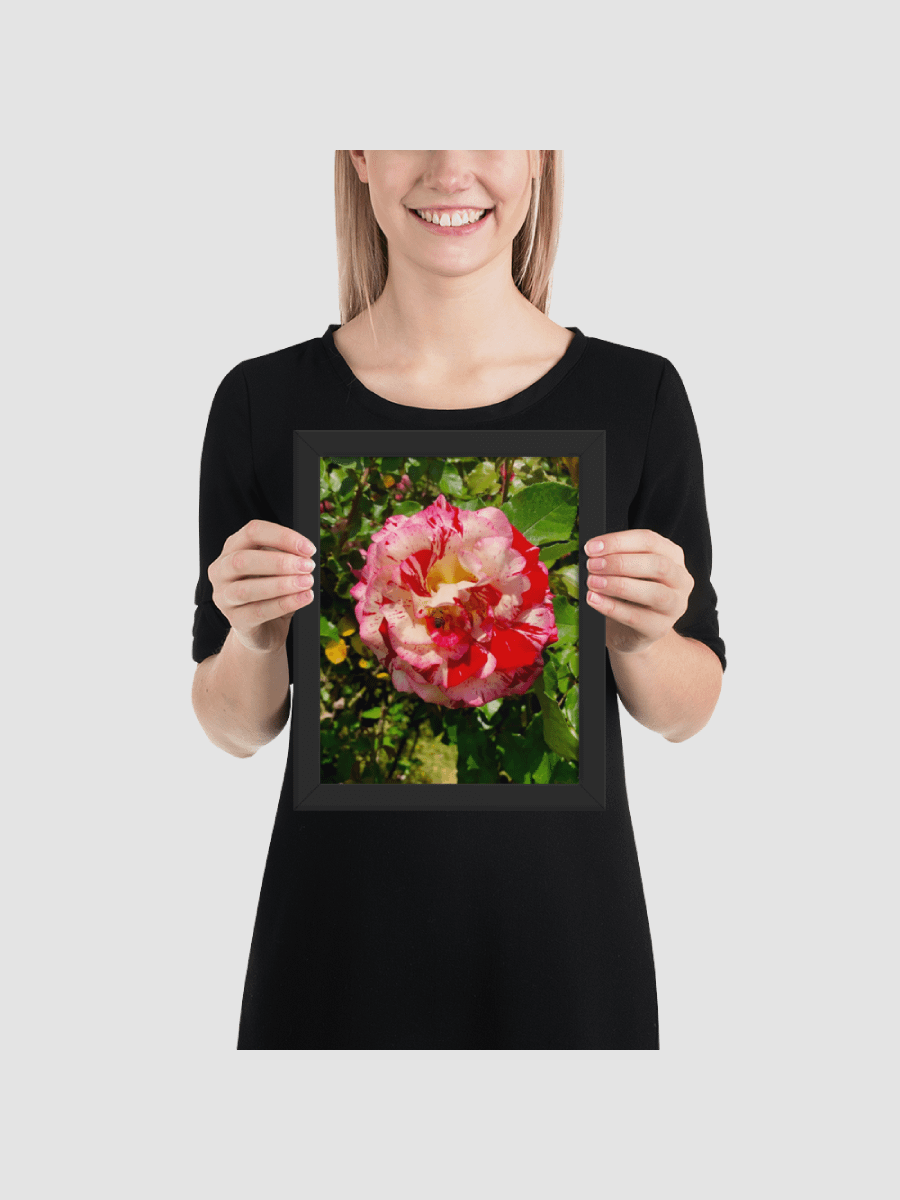 Mister Bee on rose Framed photography Poster product image (2)