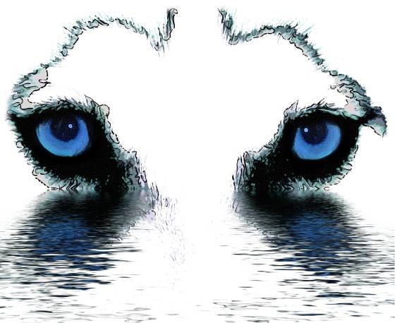 Husky Blue Eyes product image (1)