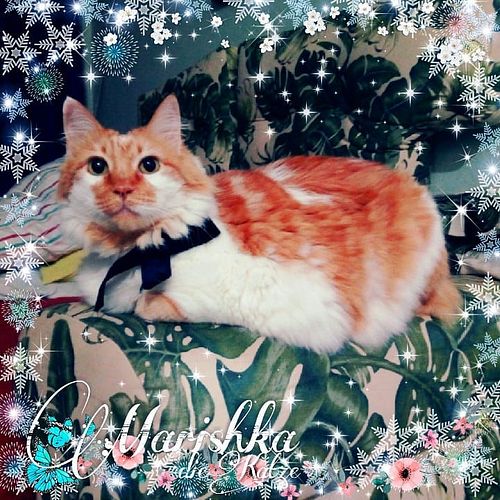 Wishing all our furrfriends & families an awesome 2019, full of adventures and purrfect memories! 😸🍻😺💕 ----- #instameow #meow...