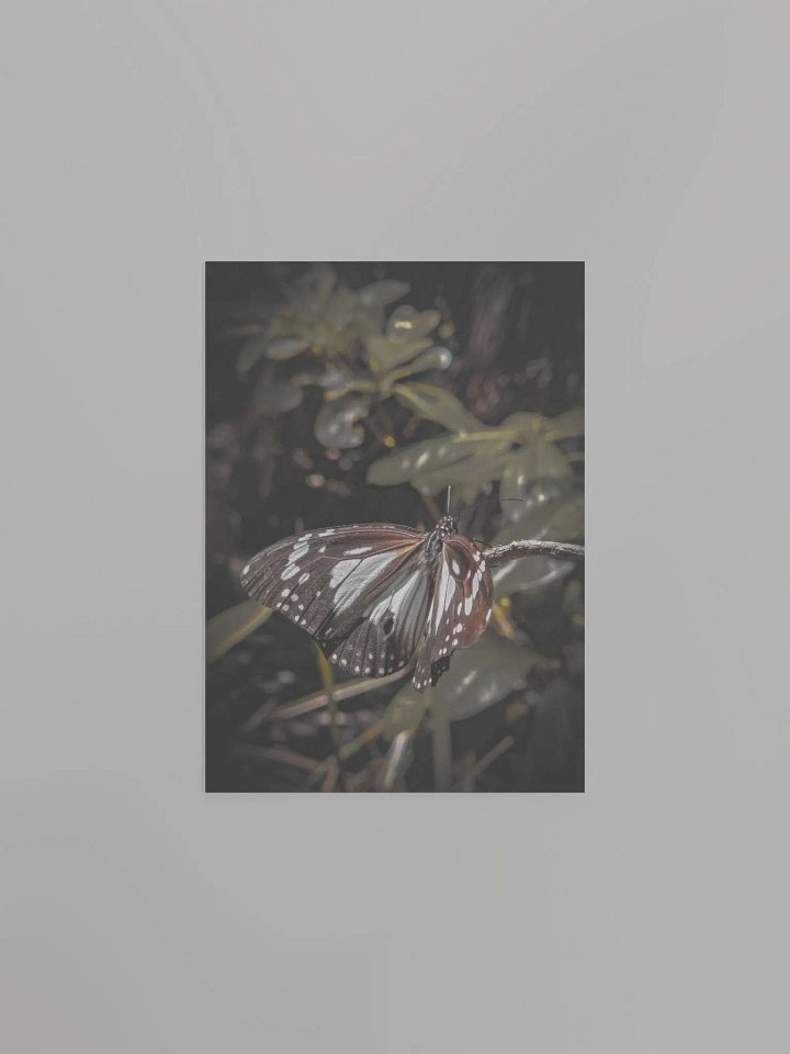 Butterfly product image (4)