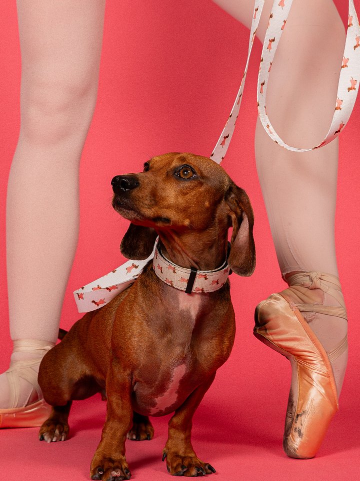 Doxie Leash product image (1)