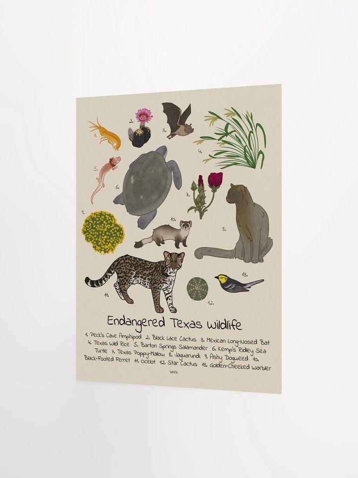 Endangered Texas Wildlife Print product image (4)