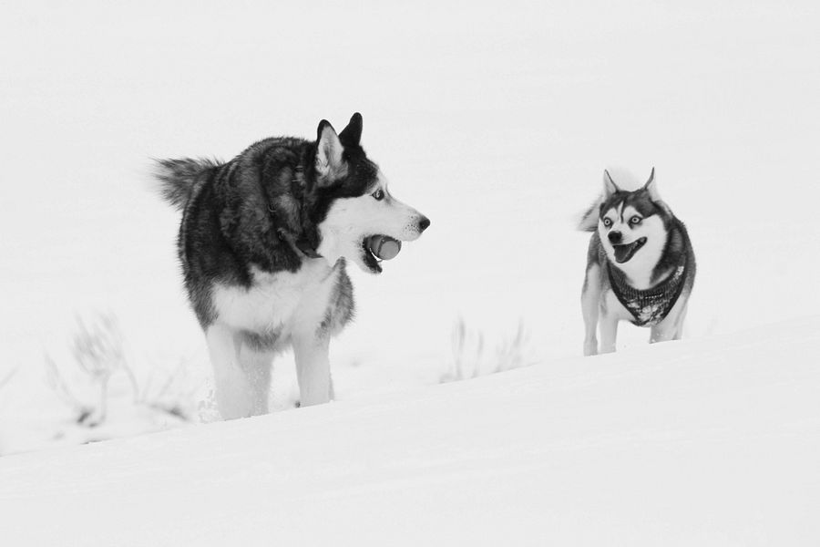 Siberian Husky plays ball with Klee Kai - Black & White product image (6)