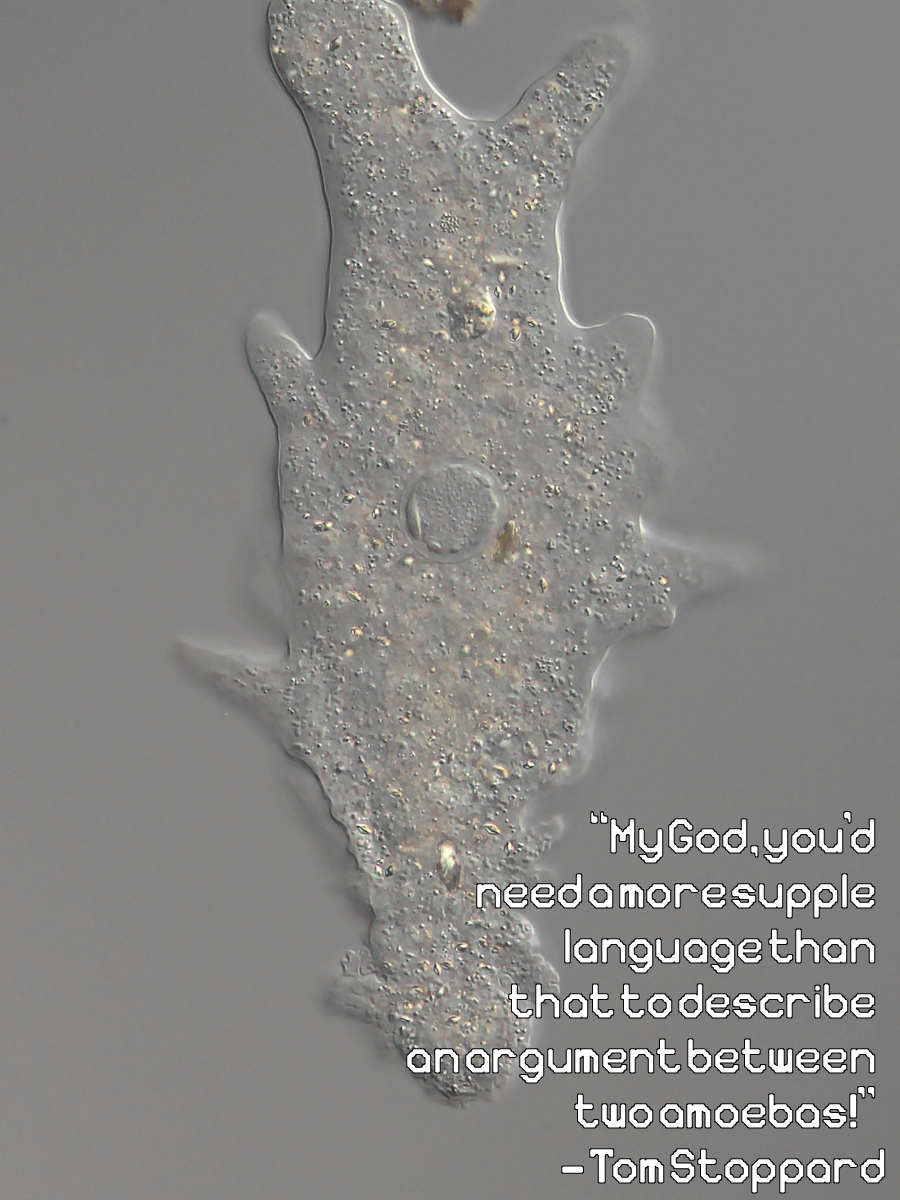 Sarcodina font product image (4)