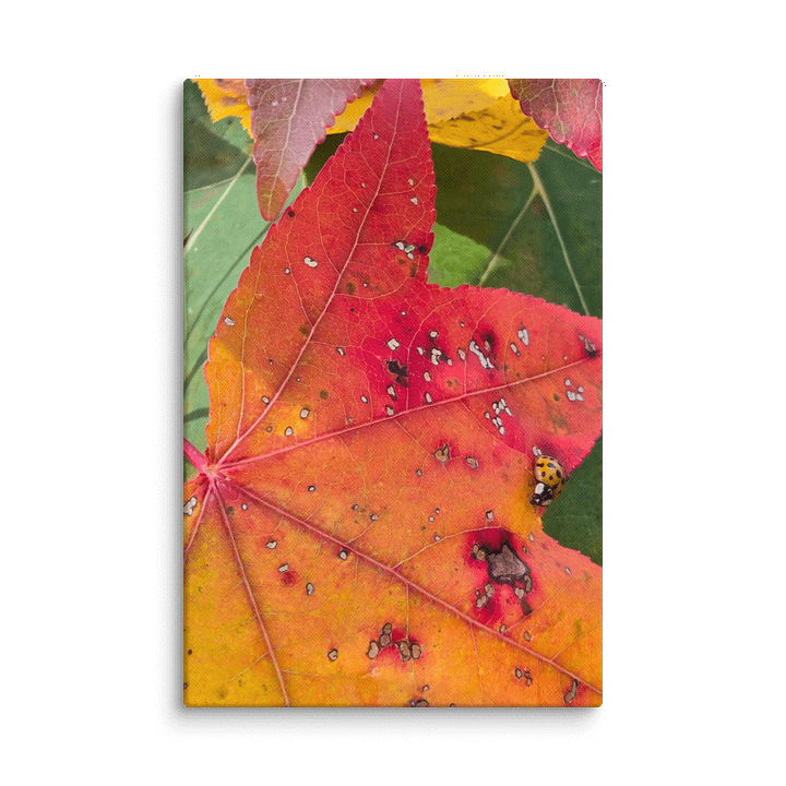 Ladybug in the Fall on canvas product image (2)