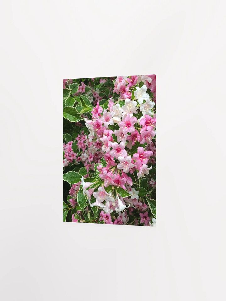 Weigela Flowers in Shades of Pink After Rain product image (2)