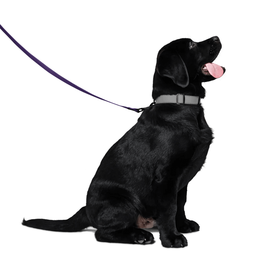 Happy Pup Custom Leash product image (4)