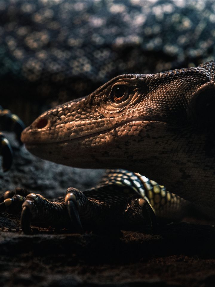 Asian Water Monitor Cave product image (1)