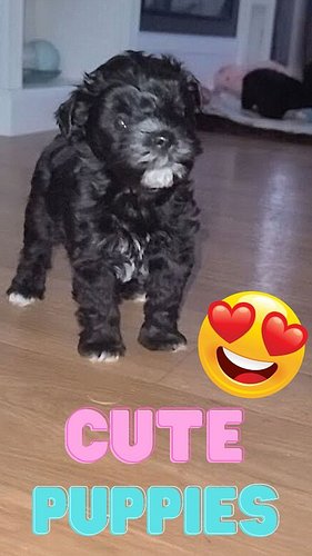 #miniatureschnauzerpuppies 😄