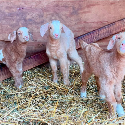 Newest members of the Mom’s Farm Family!