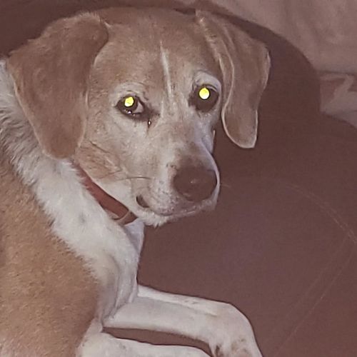 My dog Patches