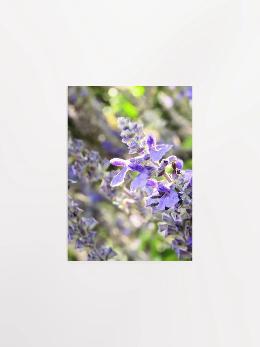 Wisteria 2 product image (9)