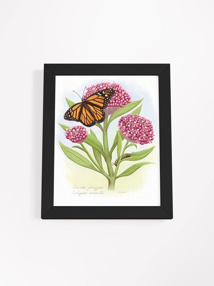 Monarch, Caterpillar & Milkweed product image (11)