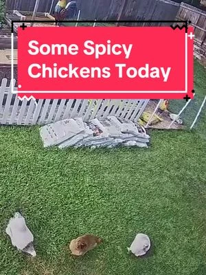 Having hens is sometimes like having teenage daughters…they all seem fine and content until BAM…. Some spicy chickens today! #funnychickens #backyardchickens #spicychicken #hens  