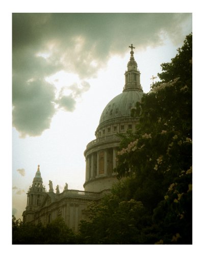 Flowers of St. Paul - Digital product image (1)