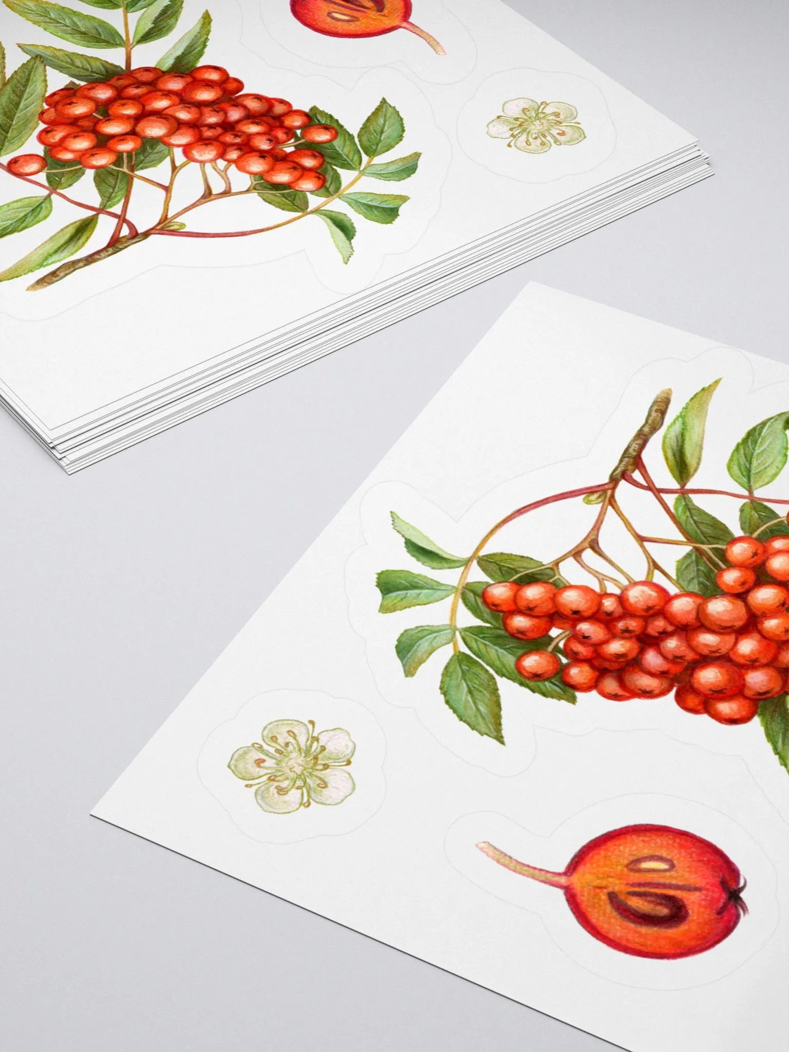 Rowan plant stickers product image (4)
