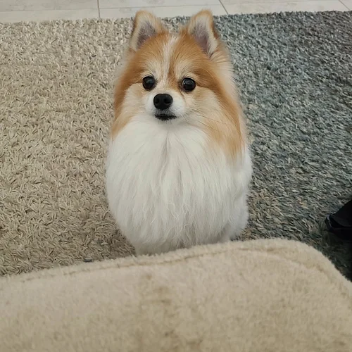 Say cheese, Gidget! ❤️ #pomeranian #prettygirl #dogsofinstagram #twitchstreamer