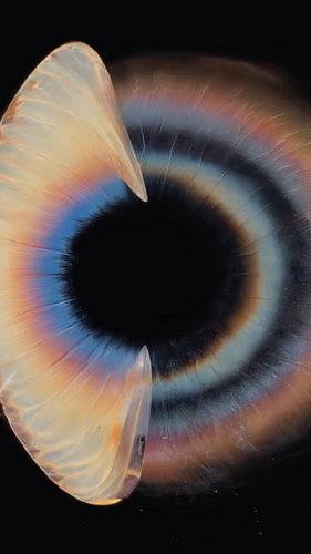 Lindsay Kokoska @infinite_mantra drifts in déjà rêvé: slow morphs, saturated volumes, AI textures stitched with fine-art comp...