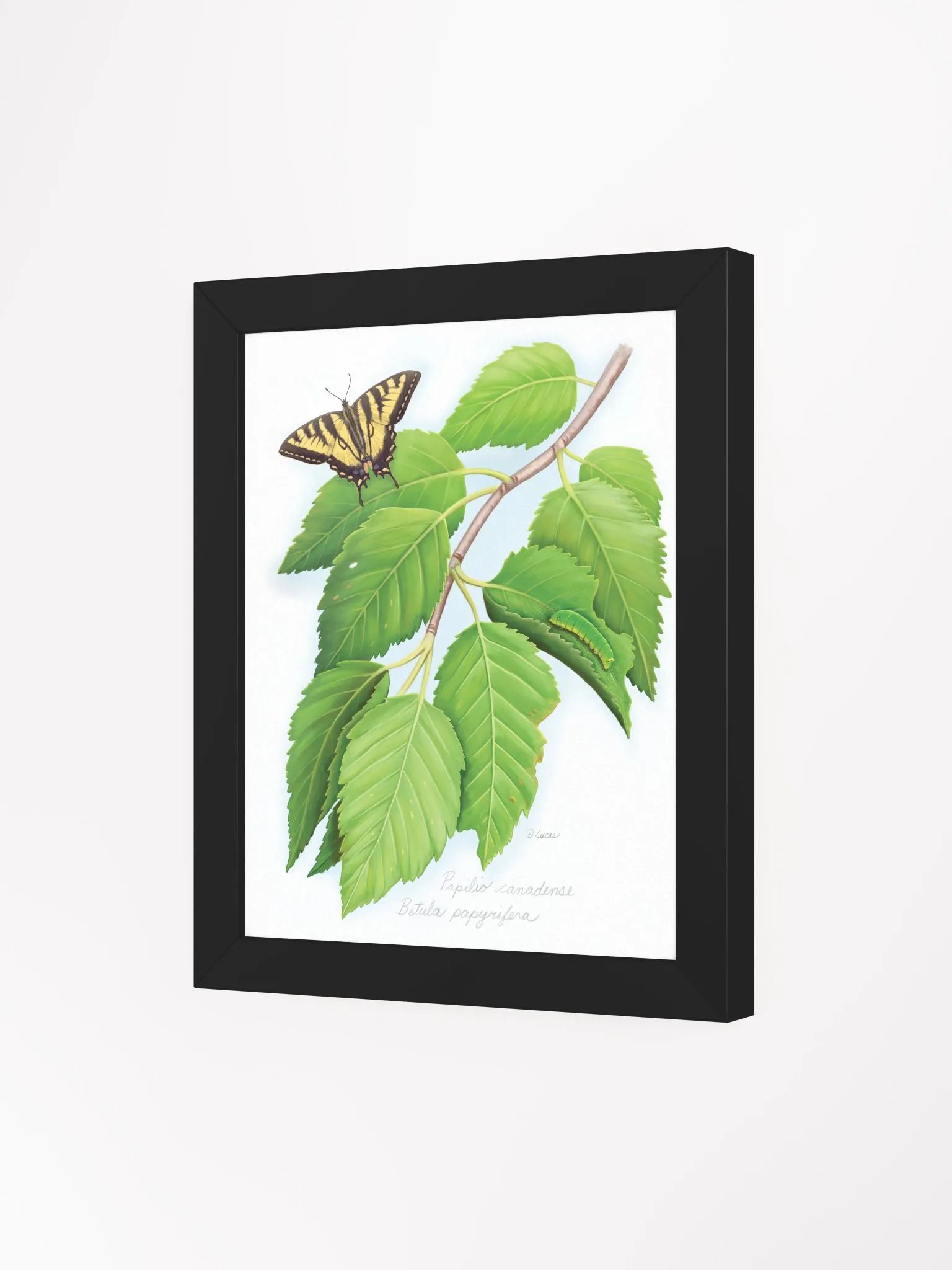 Tiger Swallowtail on a Birch tree product image (19)