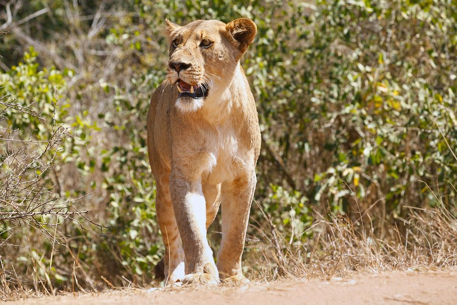 Lion product image (1)
