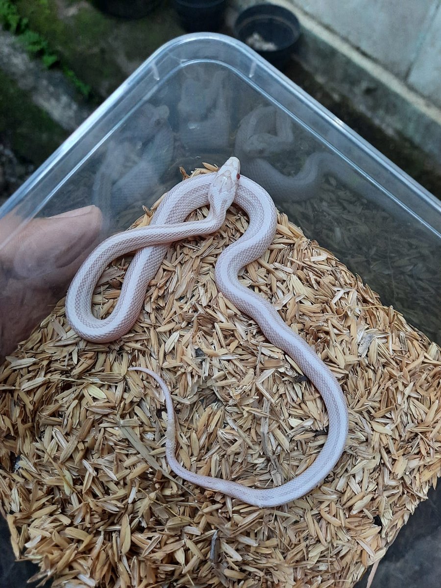 Cornsnake Snow Pinstrip Female Baby product image (1)
