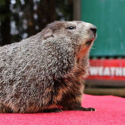 6 more weeks of winter says Punxsutawney Phil, the worlds greatest groundhog… and my personal friend.

When Phil says it’s go...