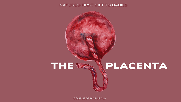 Meet the Placenta: A Gentle Guide for Curious Parents product image (1)