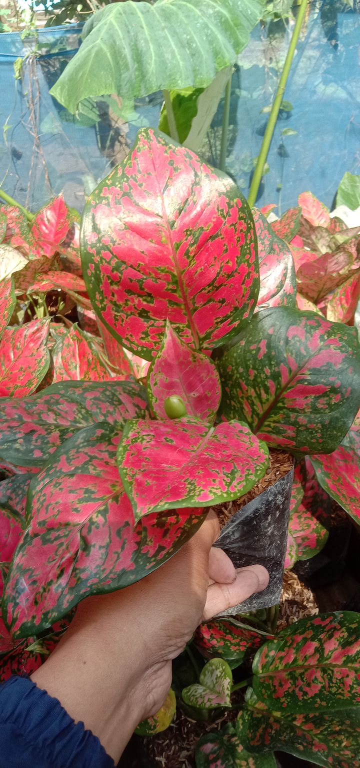 Tanaman bunga aglonema red anjamani product image (2)