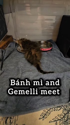The video you've all been waiting for. 💜🤍
#dogsandcats #gemelli #banhmi #fastfriends