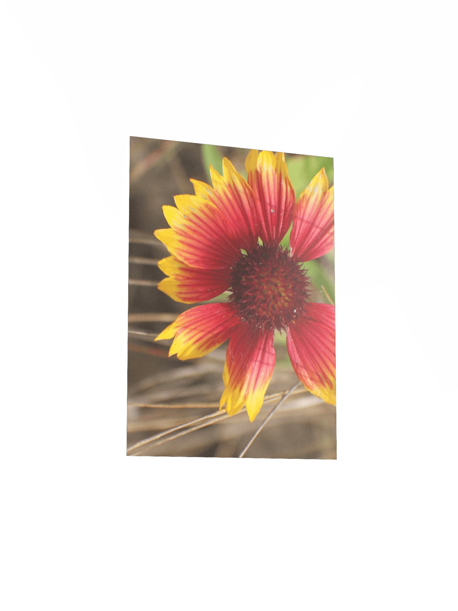 Flower in the Wind product image (15)