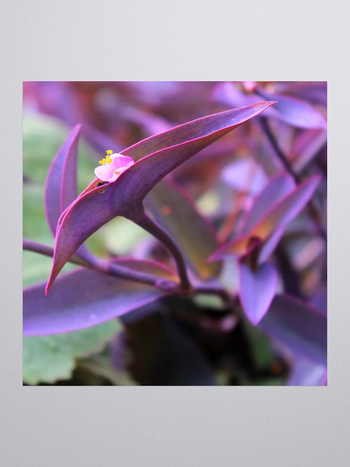 A Study in Flowers 9 - sticker version product image (3)