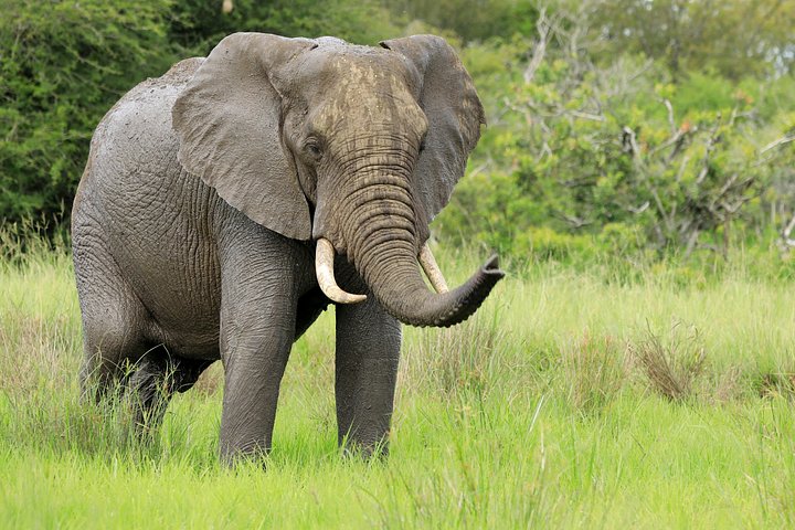 Elephant product image (1)