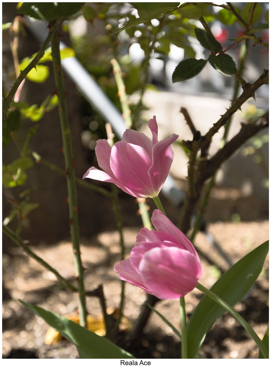 Fujify [Canon] Lightroom Profiles product image (9)