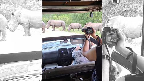 A couple of gentle giants graced us with their presence on a recent private safari in #KrugerNationalPark. Seeing a white rhi...