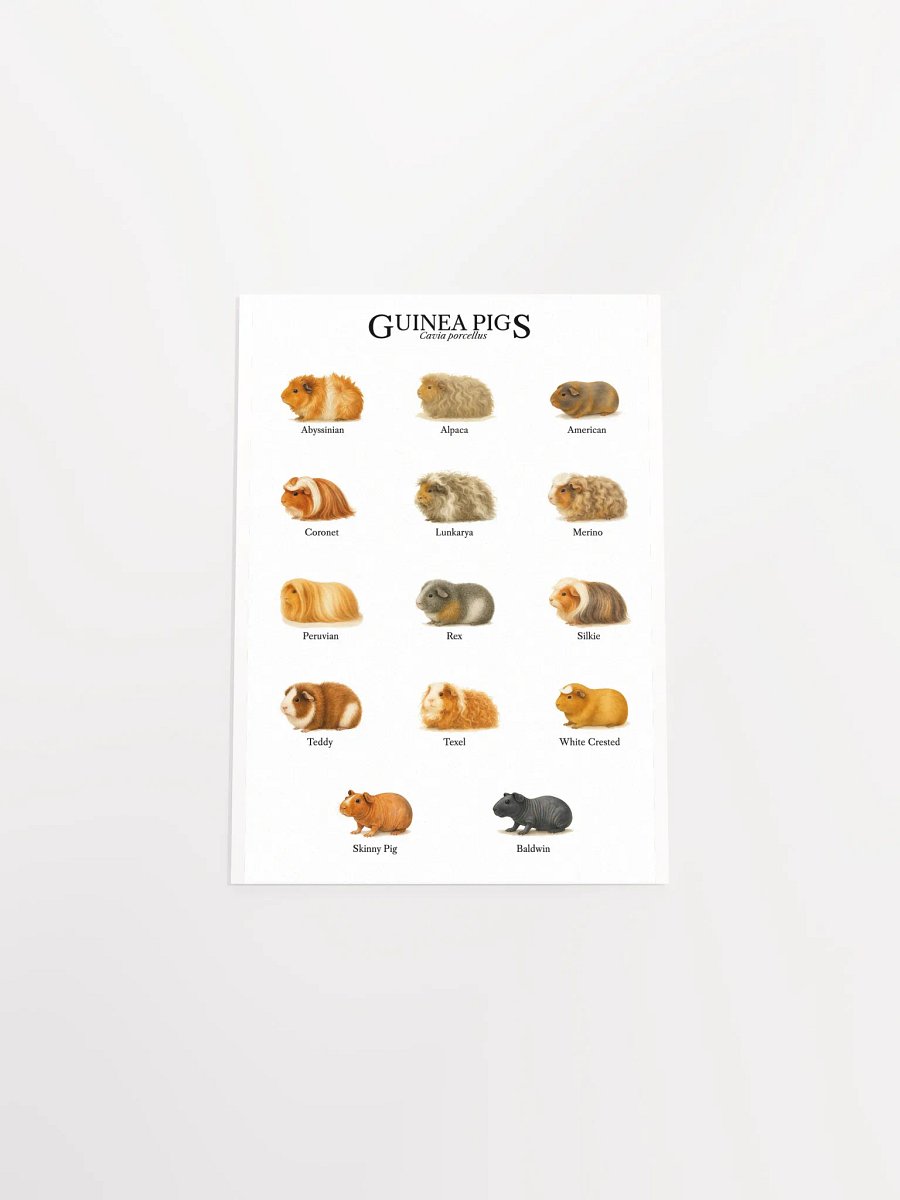 Watercolor Guinea Pig Educational Poster | 14 Adorable Cavies in Vibrant Art product image (15)