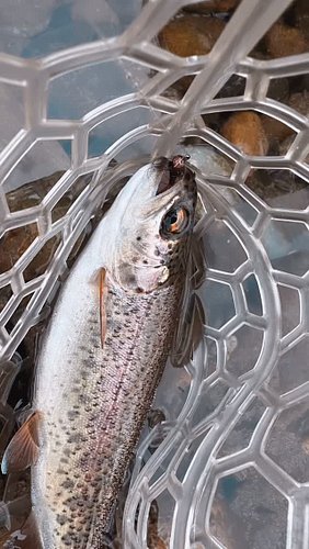 The river provides
Reflection and recharging 
Time well spent today

#trout #haiku