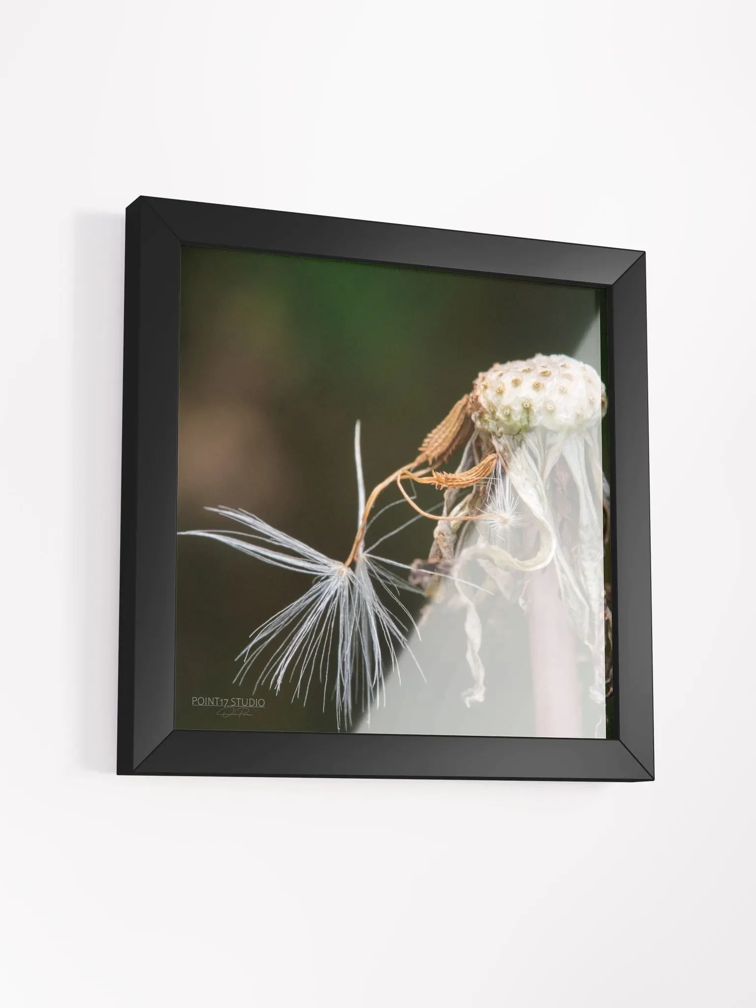 Dandelion #12 - Framed Print product image (3)