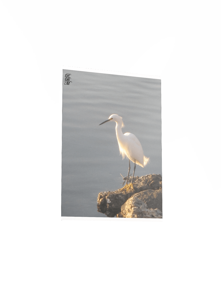 Snowy Egret on the Water product image (15)