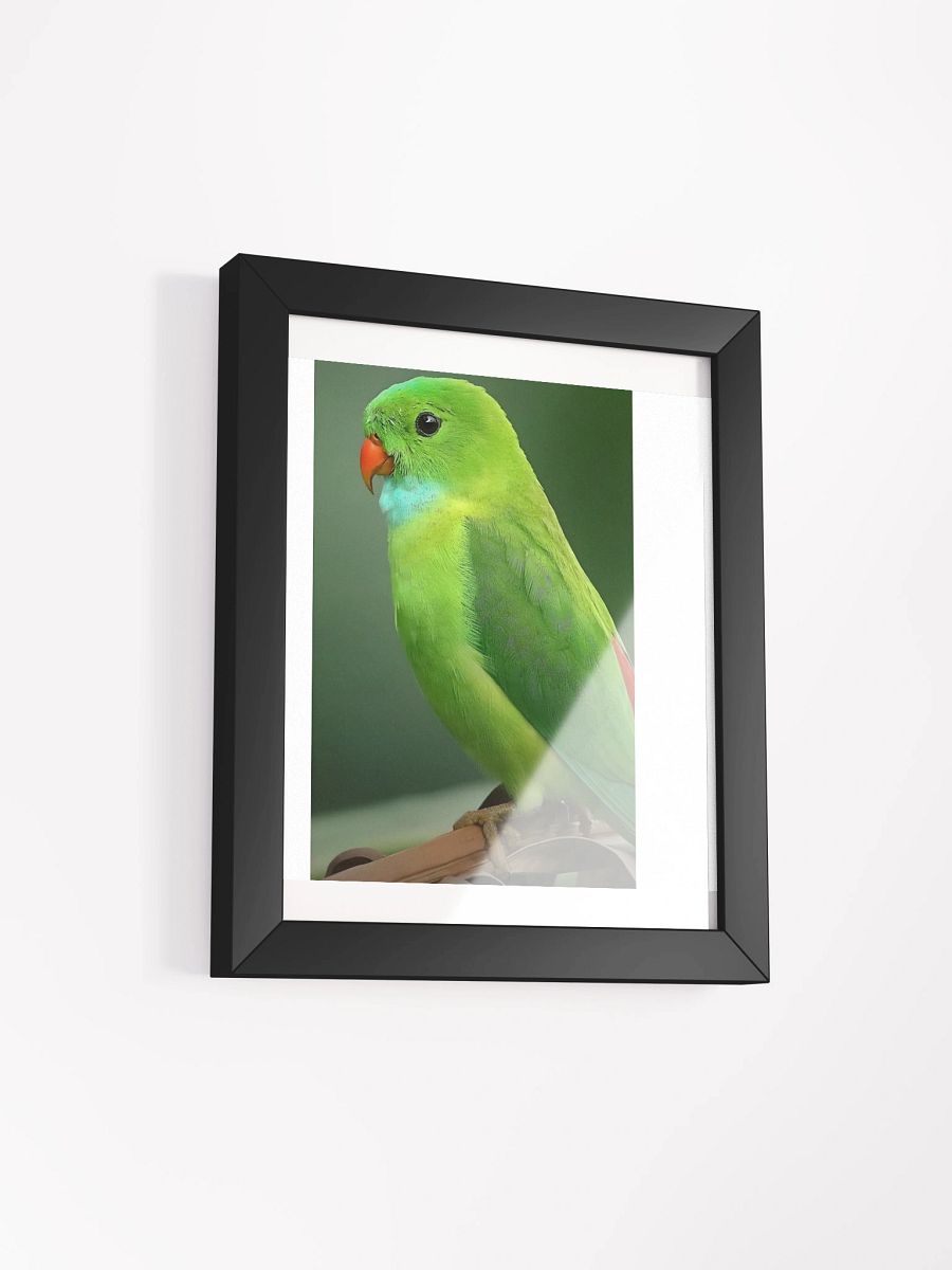 Framed High-Quality Matte Poster (in) Charming Parakeets product image (20)