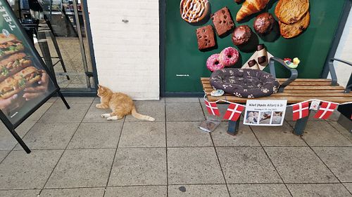 The train station cat Xilef aka Røde Allan (Eng; Red Allan) has birthday today. She is 6 years old now. 🇩🇰🥳
Røde Allan is, de...