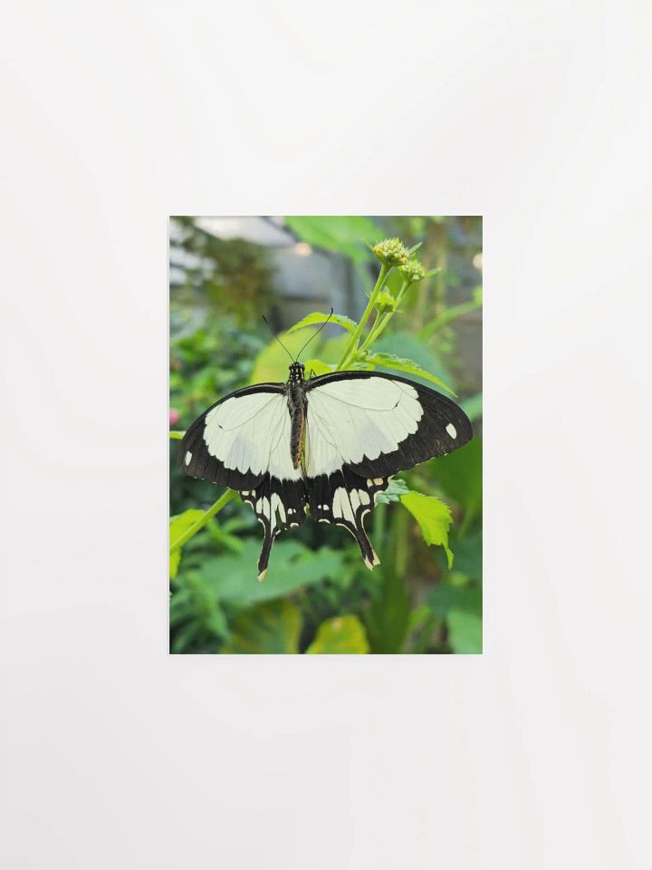 Mocker Swallowtail Tropical Butterfly Butterfly Poster 5x7" product image (1)