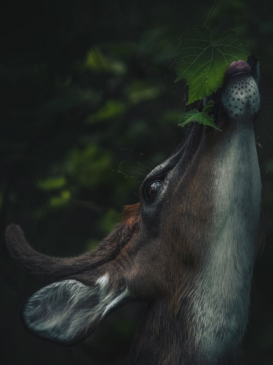 Buck Eating product image (1)