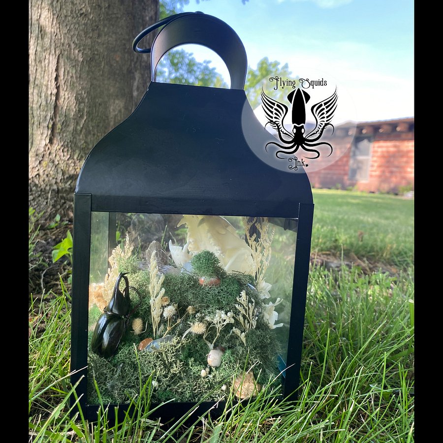 Raccoon Skull Enclosure product image (3)