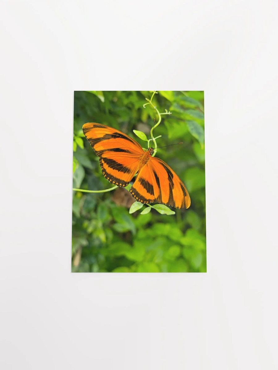 Banded Orange Longwing Tropical Butterfly Matte Poster 5x7" product image (4)