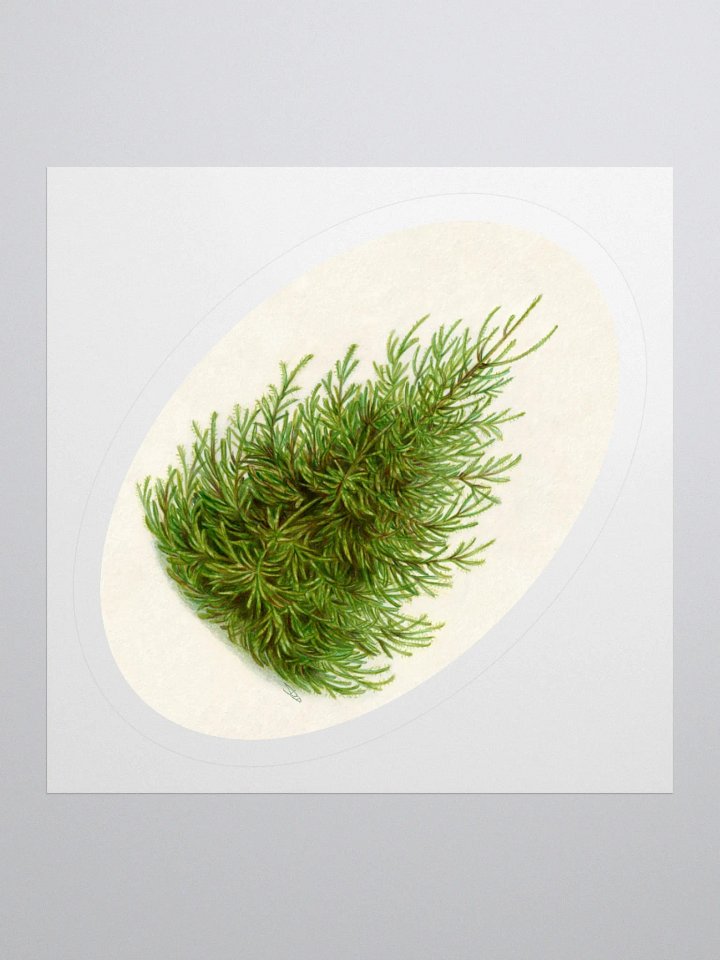 Norway spruce illustration sticker product image (2)