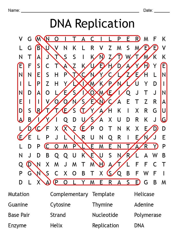 Printable DNA Replication Word Search – 16 Key Terms! product image (2)