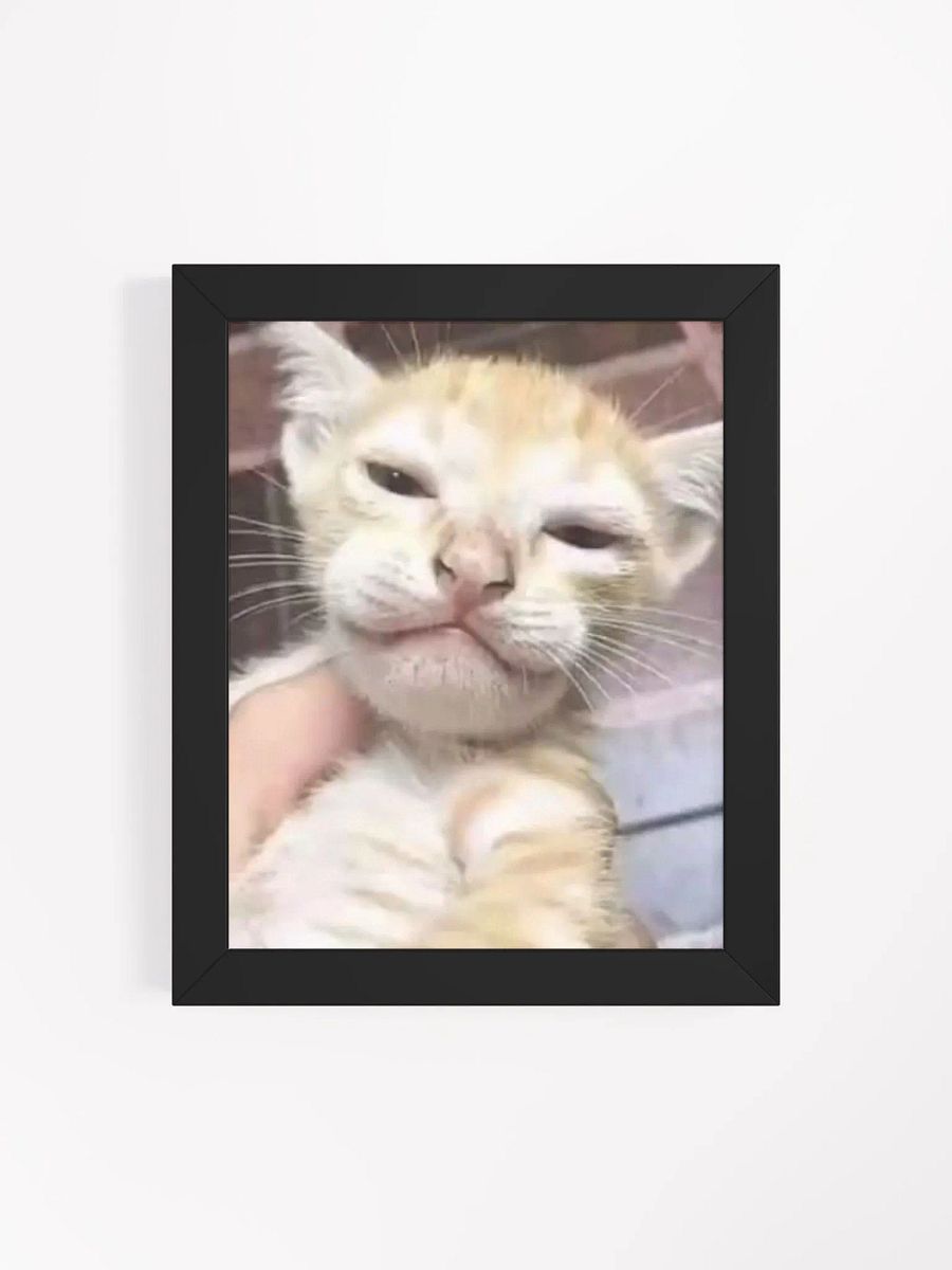 Cat product image (47)